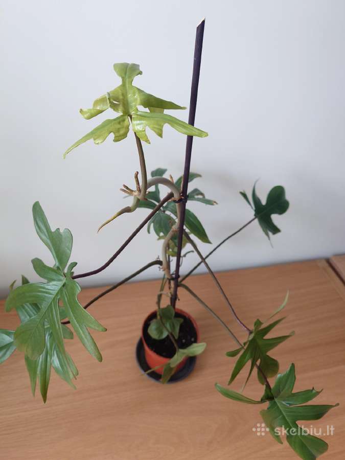 Philodendron pedatum - nuotraukos Nr. 7