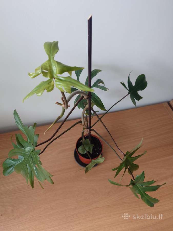 Philodendron pedatum - nuotraukos Nr. 8
