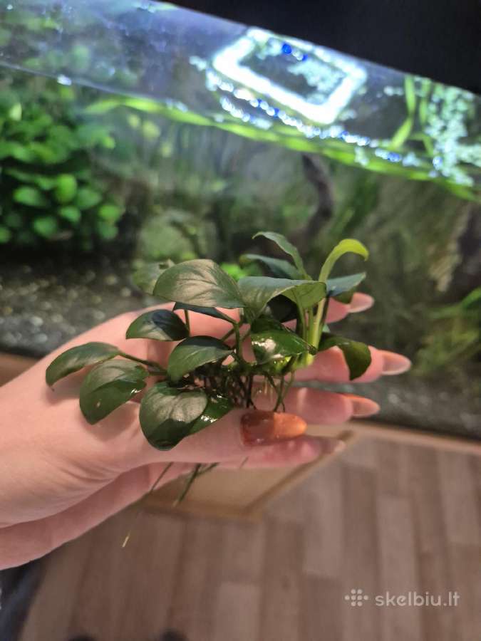 Anubias nana - nuotraukos Nr. 2