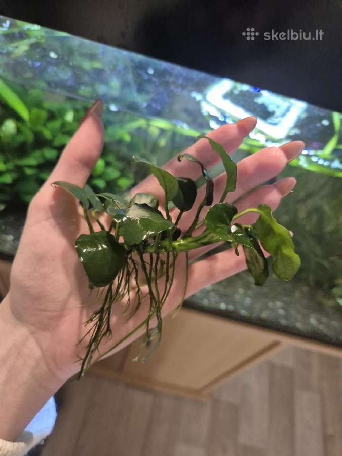 Anubias nana - nuotraukos Nr. 3