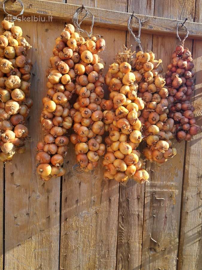 Kaimiški daugiagalviai svogūnai - nuotraukos Nr. 2
