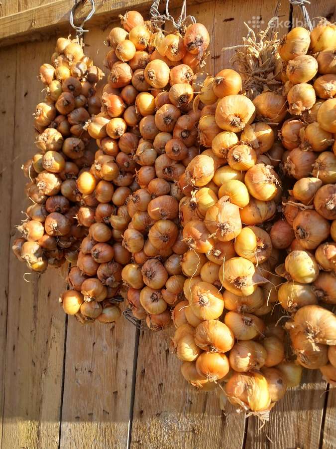 Kaimiški daugiagalviai svogūnai - nuotraukos Nr. 3