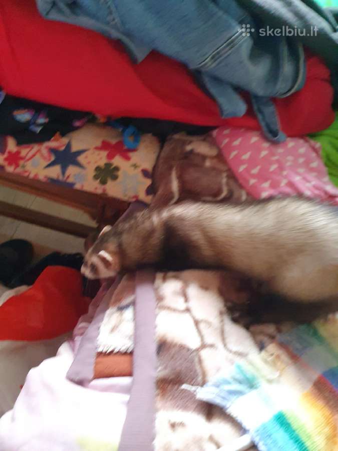Naminis šeškas patelė 5mėn - nuotraukos Nr. 4