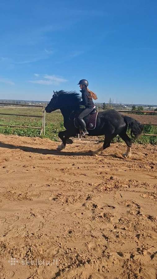 5m kastratas monte seras - nuotraukos Nr. 8