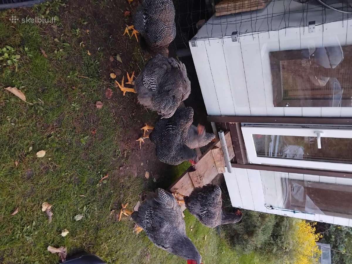 Kiausiniai perinimui,siu veisliniu vistu - nuotraukos Nr. 17