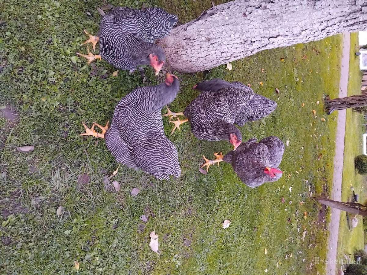 Kiausiniai perinimui,siu veisliniu vistu - nuotraukos Nr. 2