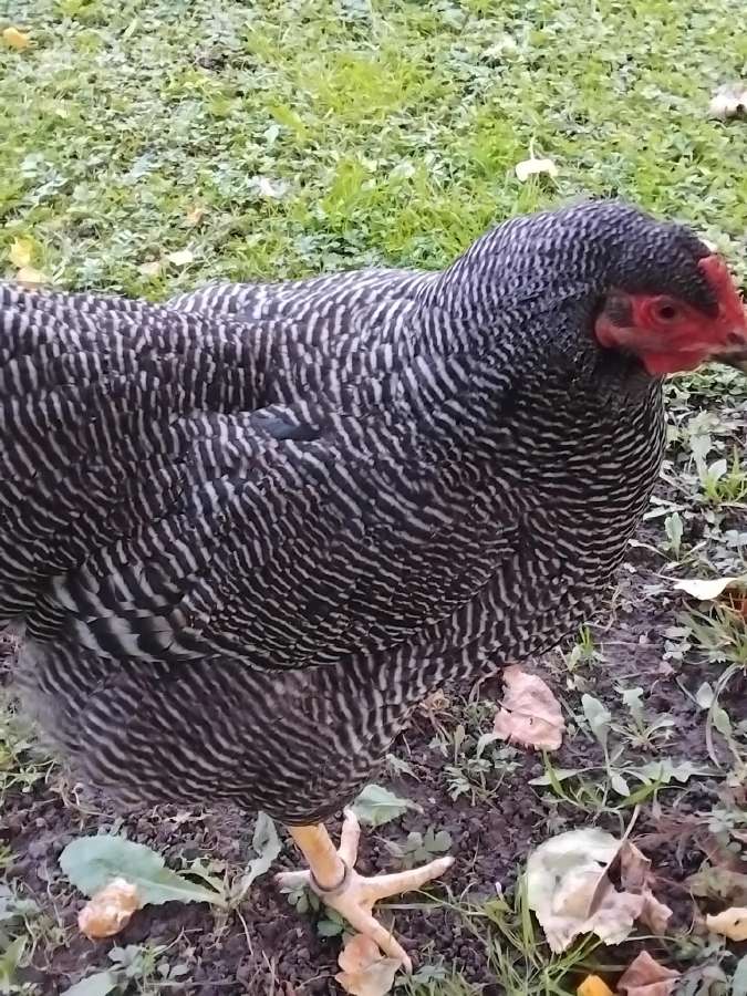 Kiausiniai perinimui,siu veisliniu vistu - nuotraukos Nr. 18