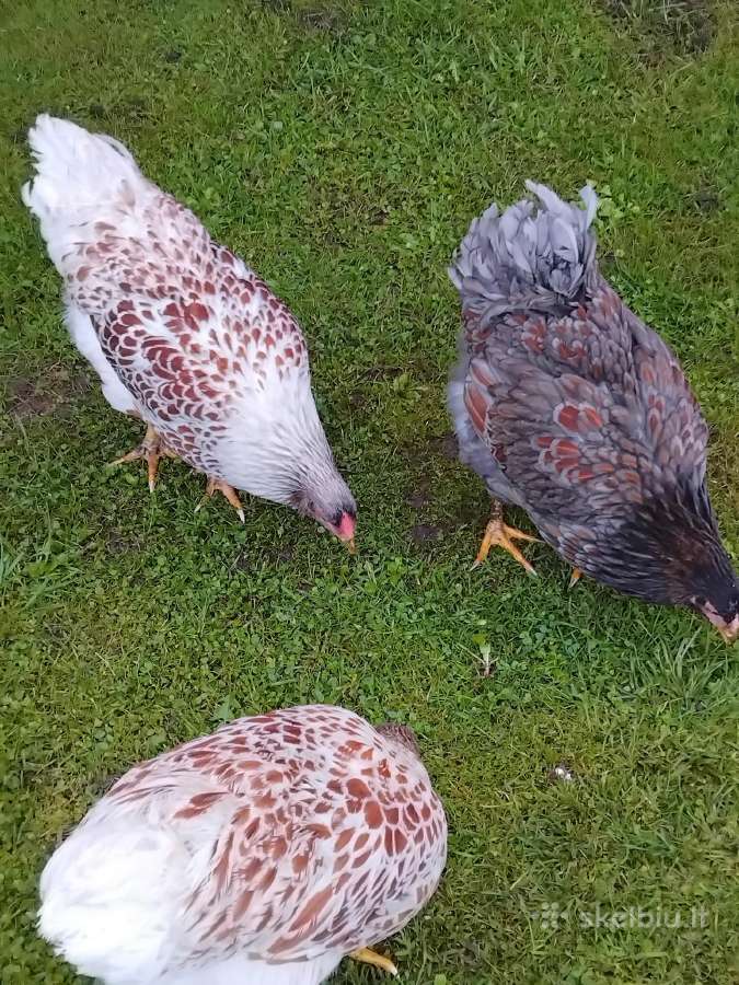 Kiausiniai perinimui,siu veisliniu vistu - nuotraukos Nr. 5