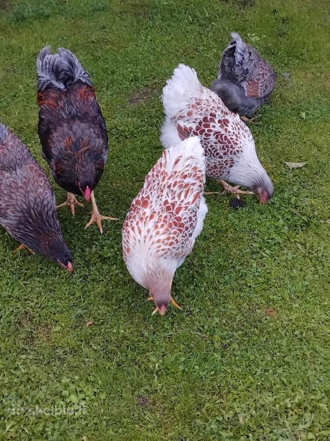 Kiausiniai perinimui,siu veisliniu vistu - nuotraukos Nr. 27