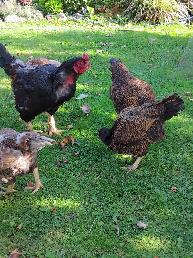 Kiausiniai perinimui,siu veisliniu vistu - nuotraukos Nr. 21