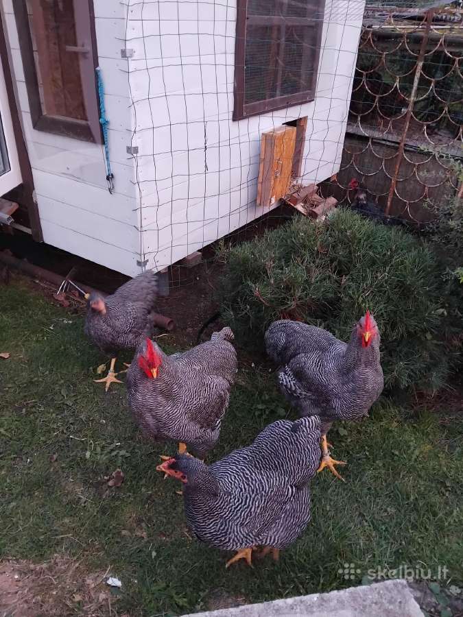 Kiausiniai perinimui,siu veisliniu vistu - nuotraukos Nr. 28