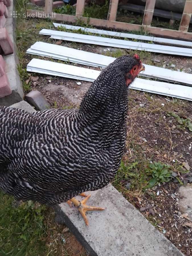 Kiausiniai perinimui,siu veisliniu vistu - nuotraukos Nr. 30