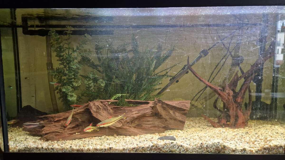 Akvariumas 240 L su priedais - nuotraukos Nr. 3