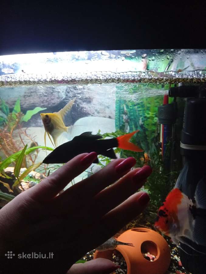 Akvariumo žuvis - nuotraukos Nr. 2