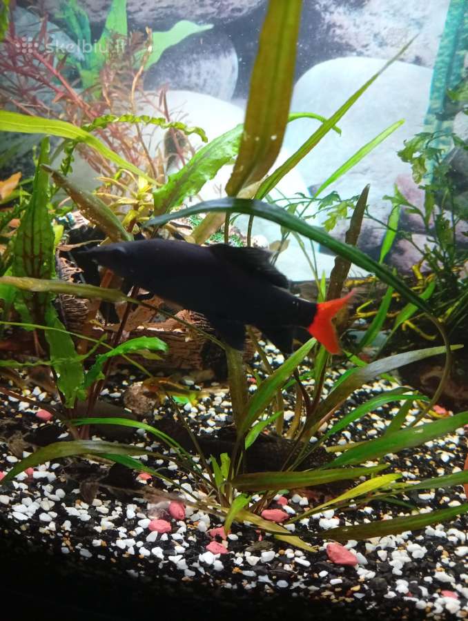Akvariumo žuvis - nuotraukos Nr. 3