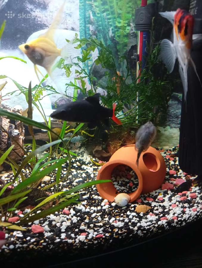 Akvariumo žuvis - nuotraukos Nr. 4