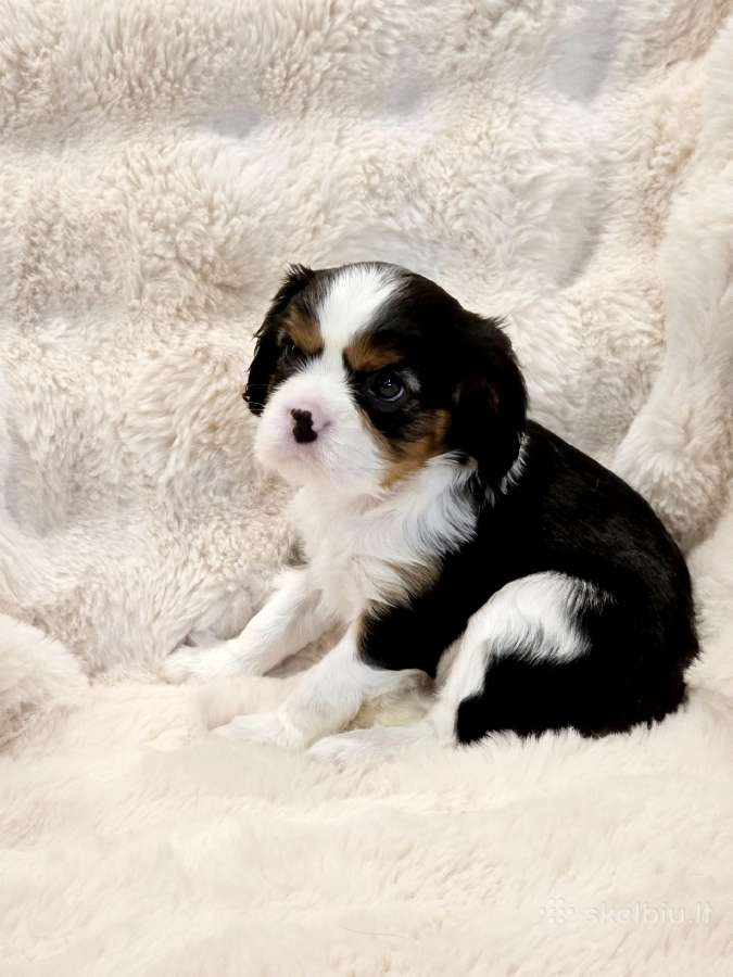 Kvalera Kinga Čarlza Spaniel - nuotraukos Nr. 2
