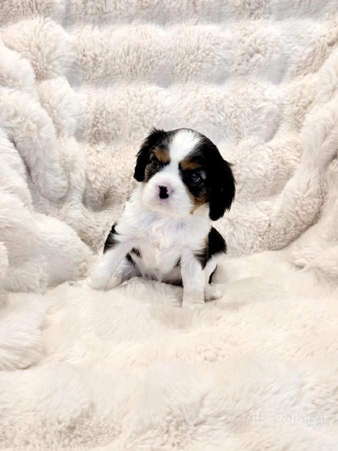 Kvalera Kinga Čarlza Spaniel - nuotraukos Nr. 3