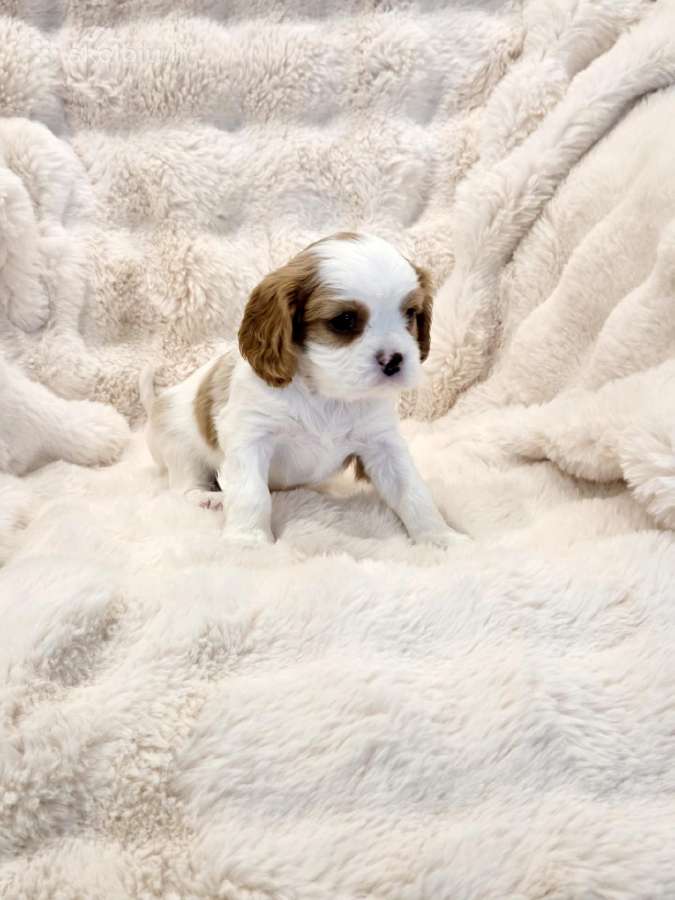 Kvalera Kinga Čarlza Spaniel - nuotraukos Nr. 4