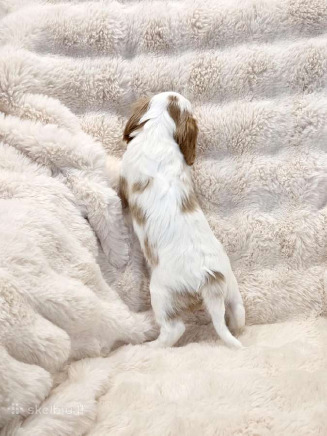 Kvalera Kinga Čarlza Spaniel - nuotraukos Nr. 5