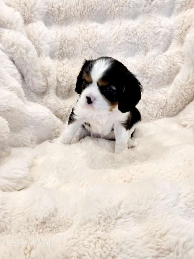 Kvalera Kinga Čarlza Spaniel - nuotraukos Nr. 6