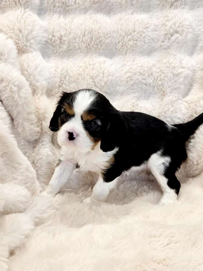 Kvalera Kinga Čarlza Spaniel - nuotraukos Nr. 7