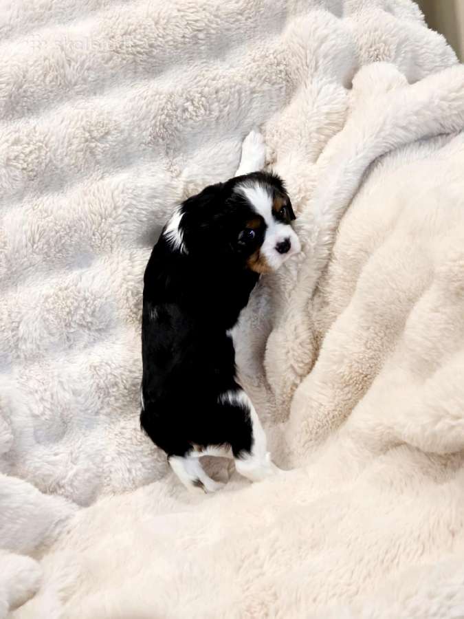 Kvalera Kinga Čarlza Spaniel - nuotraukos Nr. 8