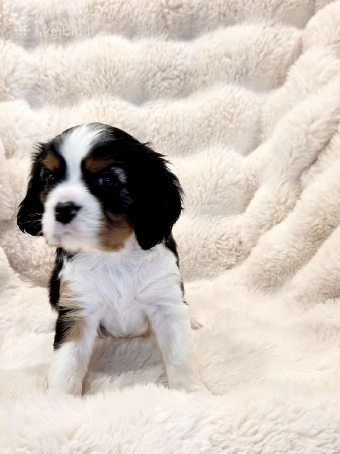 Kvalera Kinga Čarlza Spaniel - nuotraukos Nr. 9
