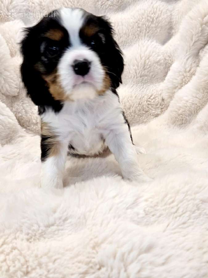 Kvalera Kinga Čarlza Spaniel - nuotraukos Nr. 10