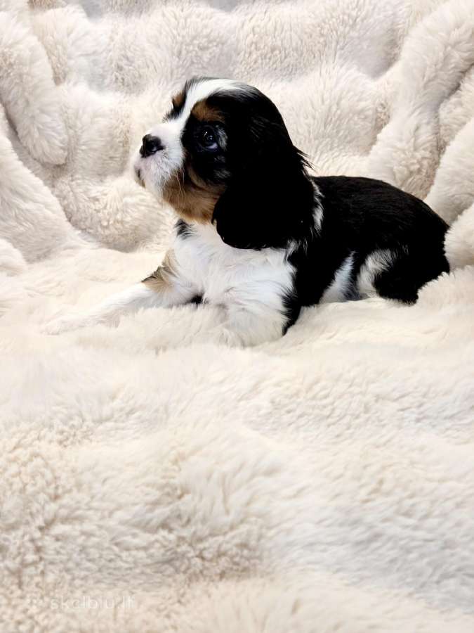 Kvalera Kinga Čarlza Spaniel - nuotraukos Nr. 11