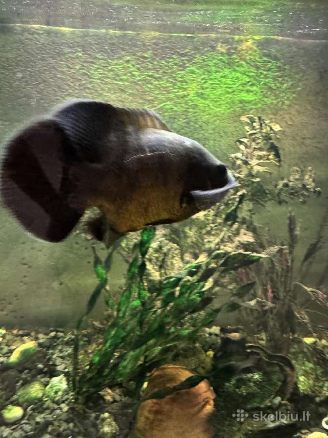 Astronautai (Astronotus ocellatus - nuotraukos Nr. 2