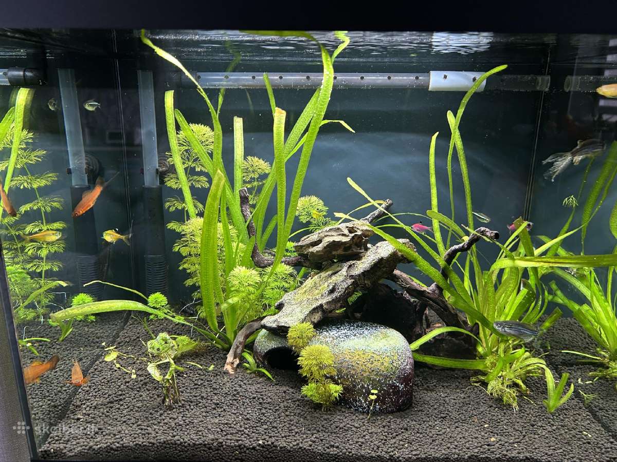 Akvariumas Oase 85 - nuotraukos Nr. 2