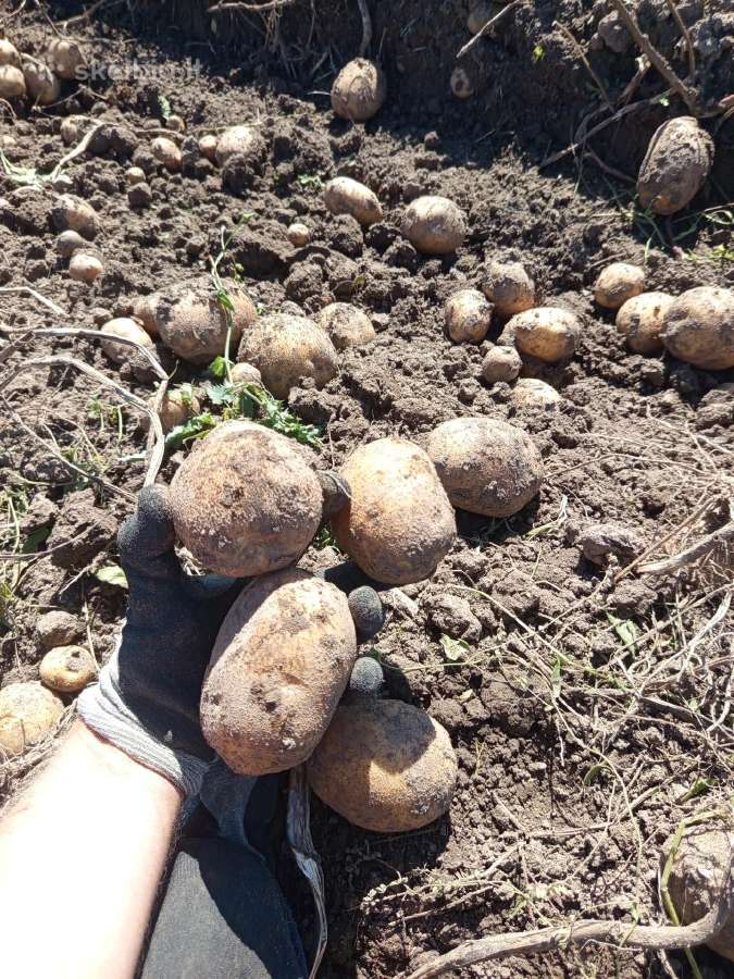 Daržovės į namus iš mažo šeimos ūkio - nuotraukos Nr. 2