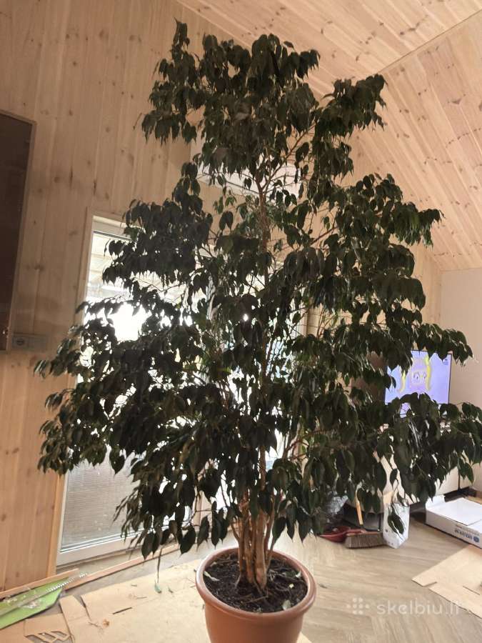 Kambarinis medis Ficus Benjamina - nuotraukos Nr. 2