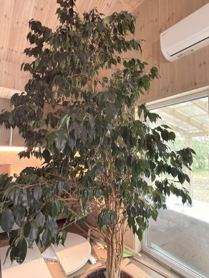 Kambarinis medis Ficus Benjamina - nuotraukos Nr. 3
