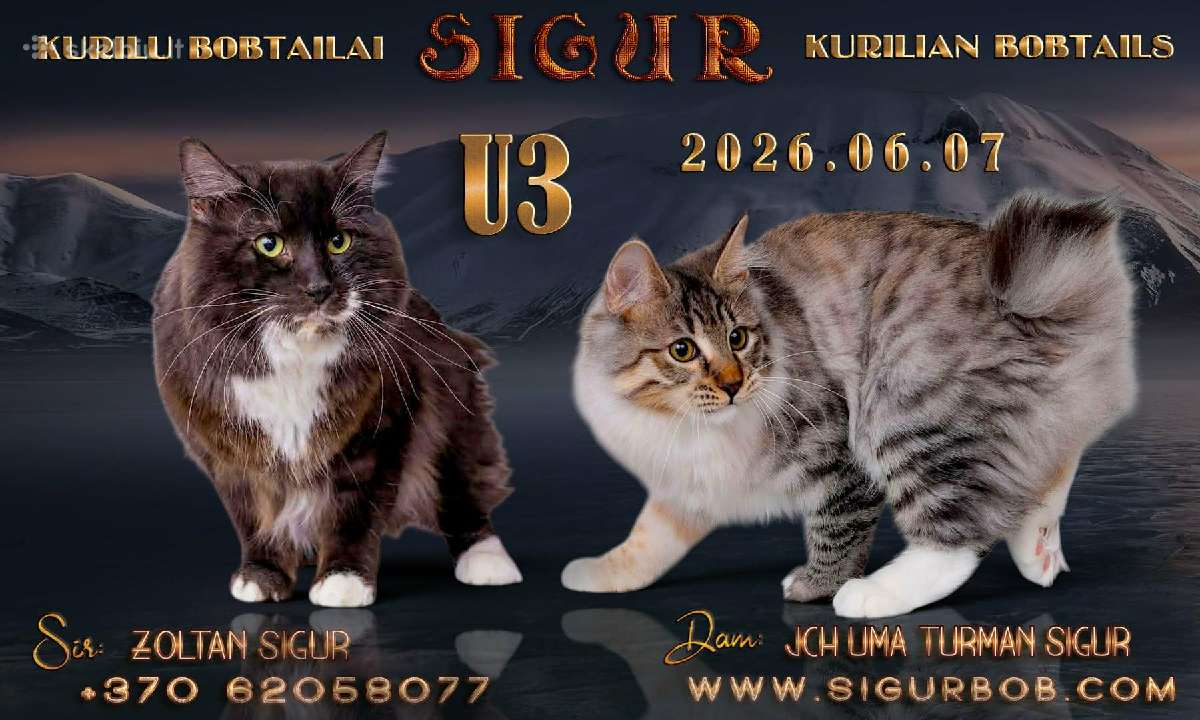 Veislynas Sigur - kačiukai šeimai - nuotraukos Nr. 24