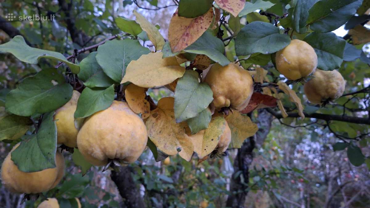 Ekologiški Svarainiai ir Cidonijų vaisiai - nuotraukos Nr. 3