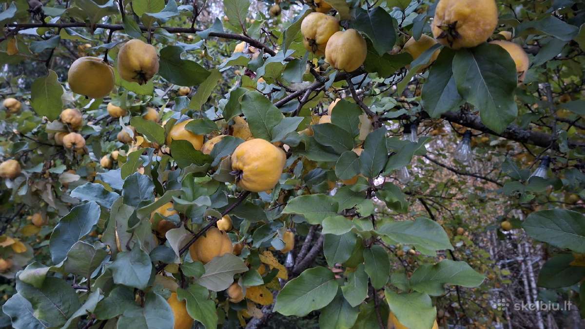Ekologiški Cidonijų vaisiai - nuotraukos Nr. 2