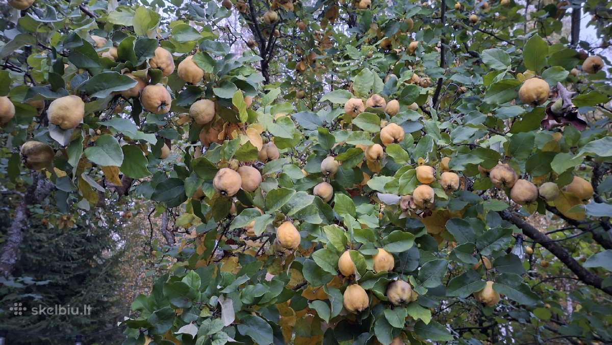 Ekologiški Svarainiai ir Cidonijų vaisiai - nuotraukos Nr. 5