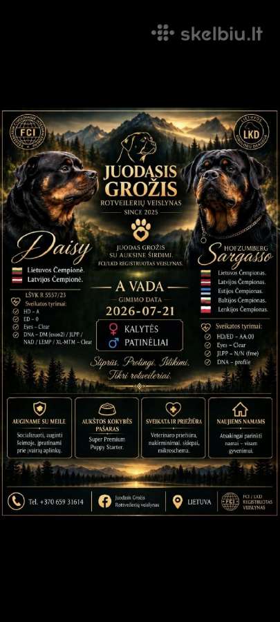 Rotveilerių šuniukai 2026 07 21 - nuotraukos Nr. 2