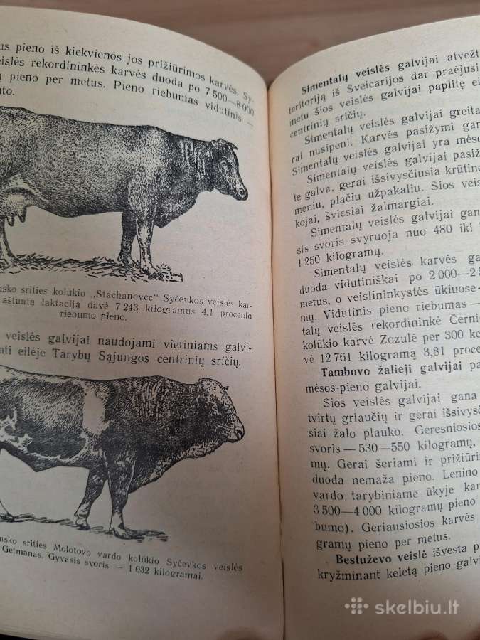 Galvijininkystė - nuotraukos Nr. 5