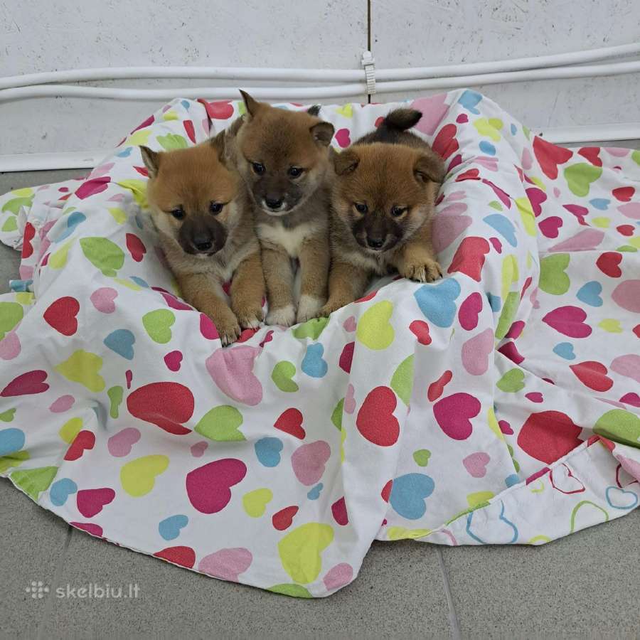 Šiba - inu - nuotraukos Nr. 2