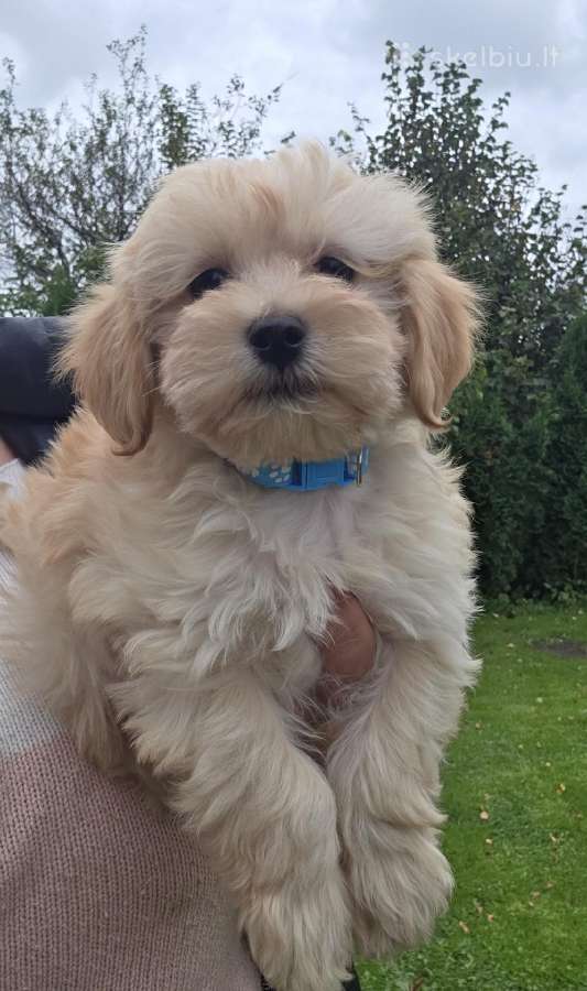 Maltipoo berniukas Marlo - nuotraukos Nr. 2