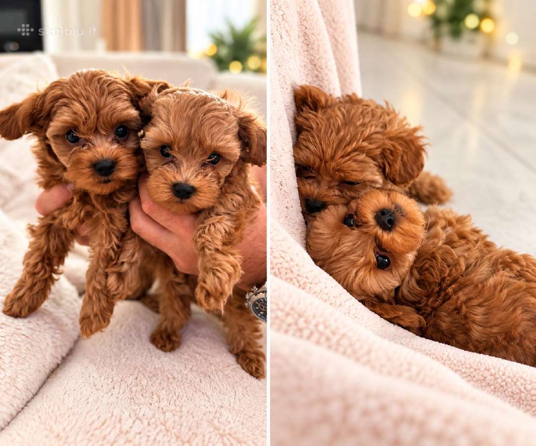 Maltipoo Berniukai - nuotraukos Nr. 2