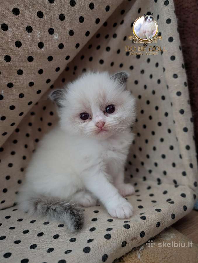 Kilmingi Ragdoll veislės kačiukai - nuotraukos Nr. 6