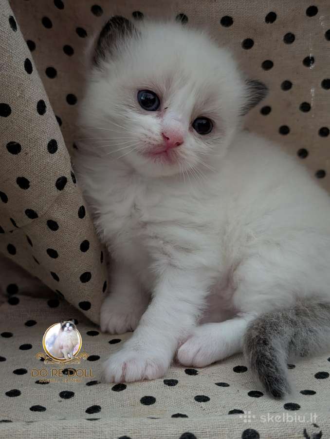 Kilmingi Ragdoll veislės kačiukai - nuotraukos Nr. 7