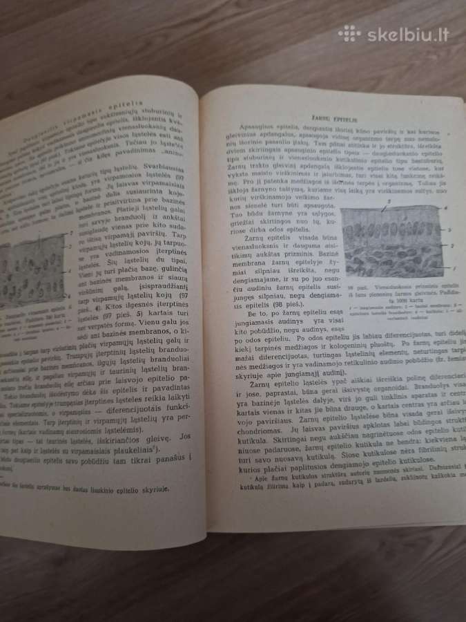 Histologijos kursas. 1949m. - nuotraukos Nr. 3