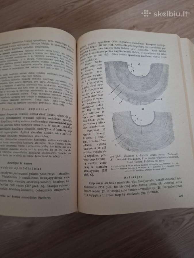 Histologijos kursas. 1949m. - nuotraukos Nr. 4