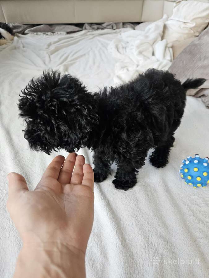 Toy pudelyte 3men ieško namų - nuotraukos Nr. 4
