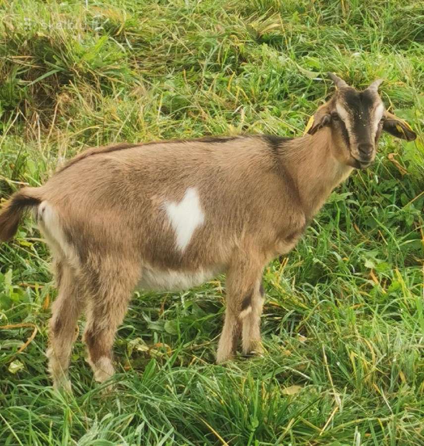 Parduodami du ožiukai mišrūnai. - nuotraukos Nr. 2